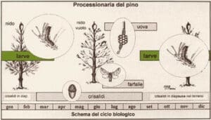 Immagine di tarme del cibo nella fase di larve, parte del ciclo vitale dei lepidotteri
