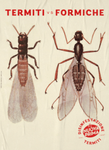 Immagine di un insetto termite, che rappresenta come uccidere le termiti del legno