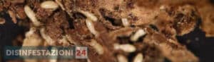 Immagine di unala di termita, usata come riferimento allarticolo sui costi di disinfestazione delle termiti