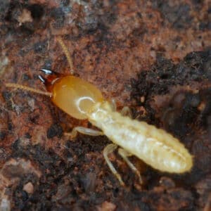 Foto di professionisti della disinfestazione delle termiti
