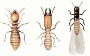 Gruppo di insetti termiti, visti dal basso con uno sfondo di professionisti della disinfestazione delle termiti