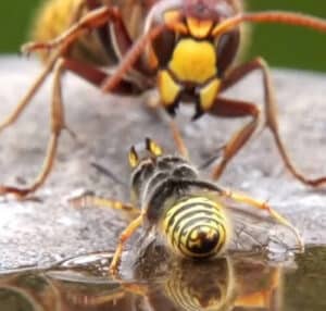 Immagine di una vespa del legno una vista ravvicinata di un insetto delle dimensioni di un quarto di pollice che può rappresentare un grave rischio per la salute se non viene trattata correttamente con una disinfestazione adeguata