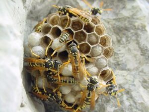 Immagine di una vespa di Padova, usata come esempio di insetto da disinfestare con prodotti specifici