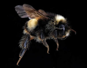 Immagine di vespe pericolose, rischi associati alla disinfestazione calabroni fai da te